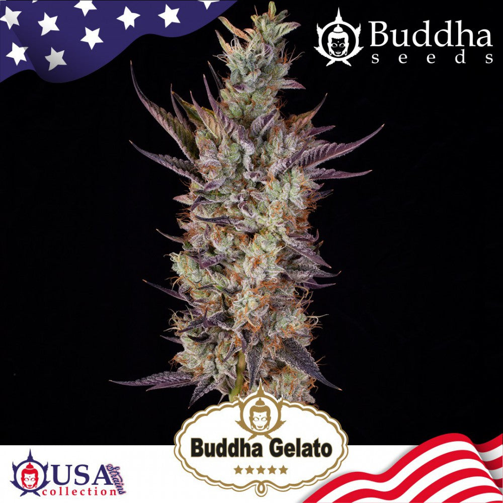 Semillas feminizadas Buddha Gelato