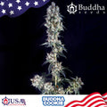 Semillas feminizadas Buddha Cookie