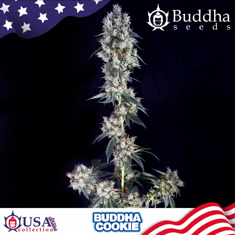 Semillas feminizadas Buddha Cookie