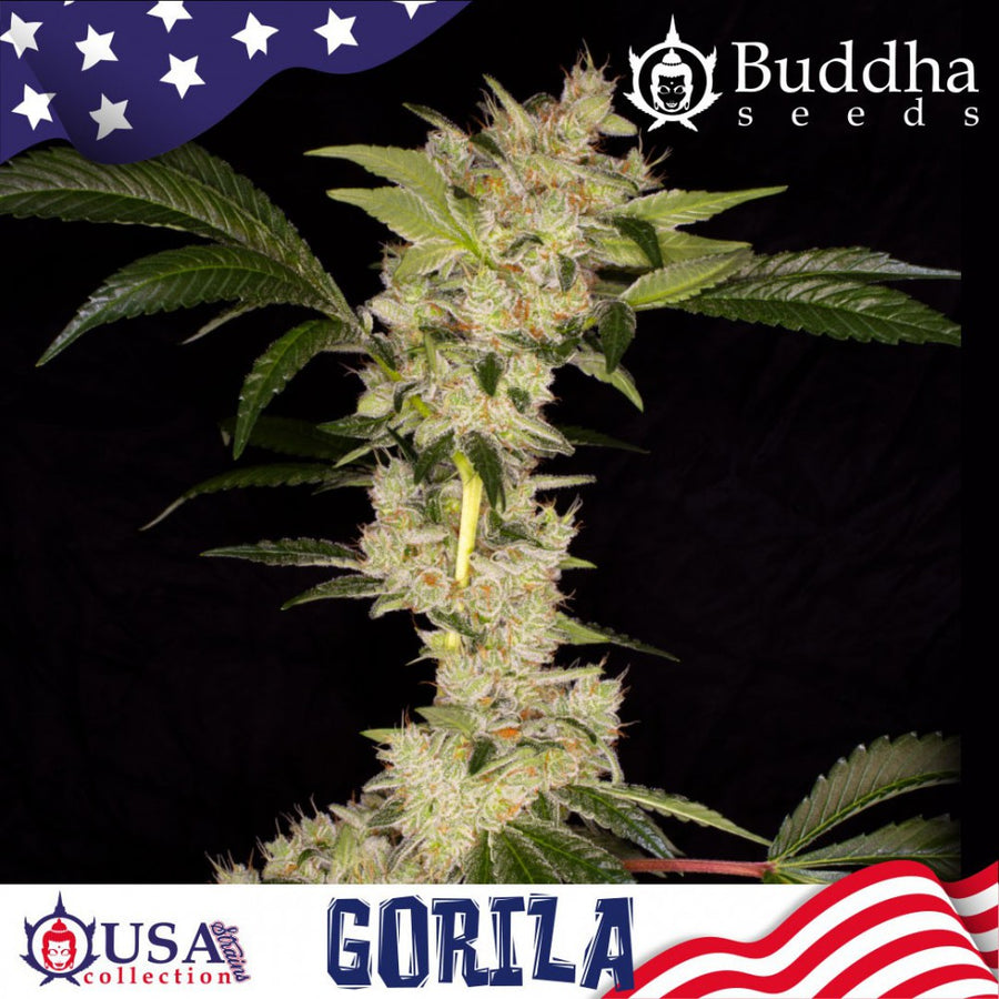 Gorila Feminised Seeds