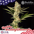 Semillas feminizadas de Buddha Wedding Cheesecake
