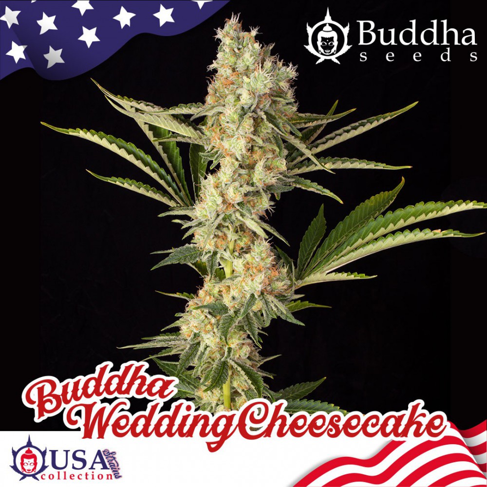 Semillas feminizadas de Buddha Wedding Cheesecake