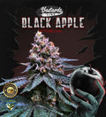 Semillas feminizadas de Black Apple Hitchcock