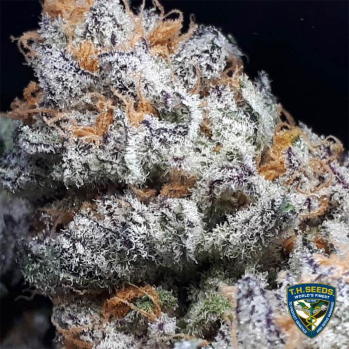 Semillas feminizadas Purple Banana Cream