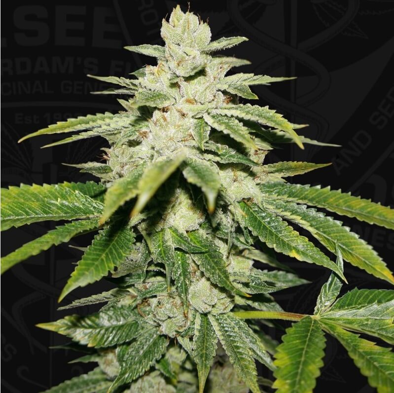 Semillas feminizadas de WaterMelon Ultra