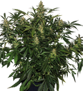 Deimos Auto Regular Seeds