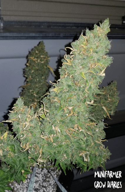 Semillas feminizadas Heisenberg Special Auto