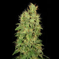 Chronisches CBD feminisierte Samen