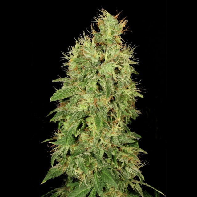 Chronisches CBD feminisierte Samen