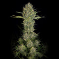 Serious Kush feminisierte Samen