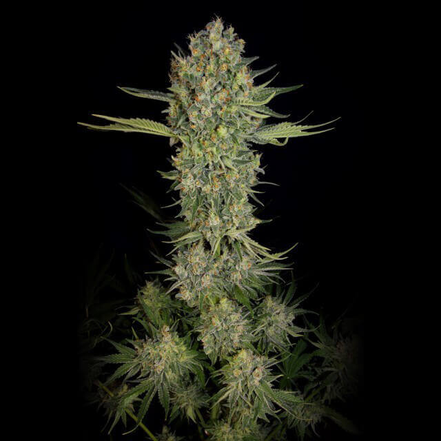 Serious Kush feminisierte Samen