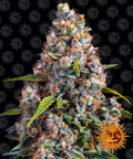 Strawberry Cheesecake Auto Feminised Seeds