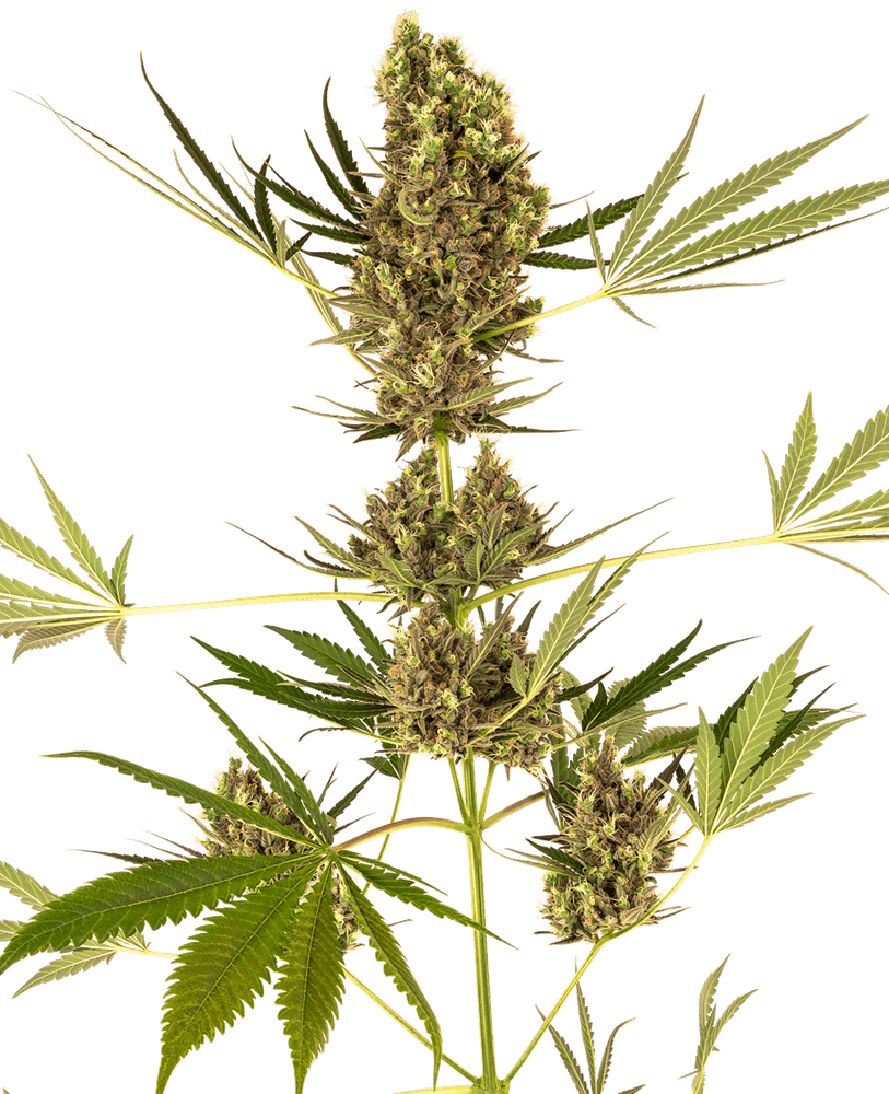 Alpine Delight CBD 30:1 Auto Feminisierte Samen