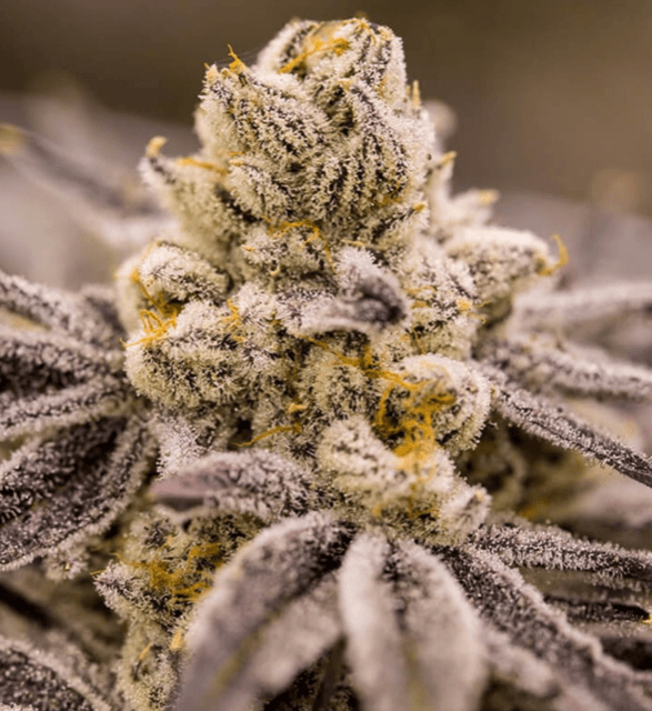 Mighty Bubble Gum Regular Seeds