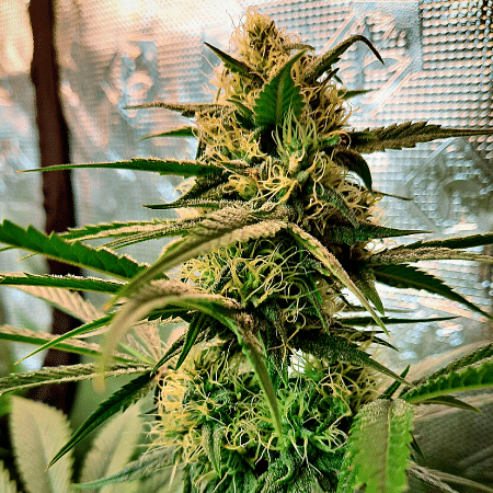 Semillas feminizadas Grandaddy Purple Auto