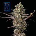 Semillas feminizadas Blue Dream Fast