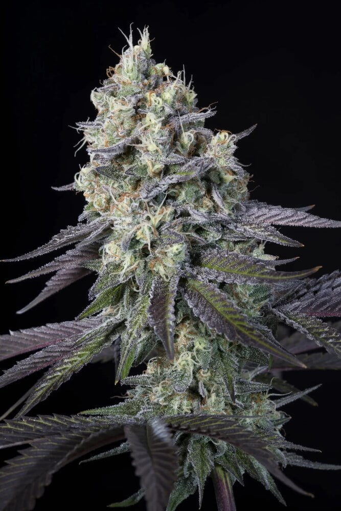 Semillas feminizadas Purple Mints