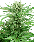 Semillas feminizadas de Papi Chulo OG