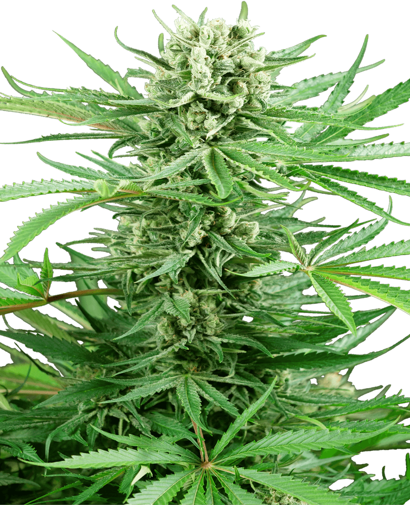 Papi Chulo OG Feminised Seeds