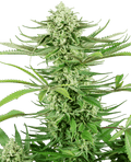 Cashew Kush Feminised Seeds