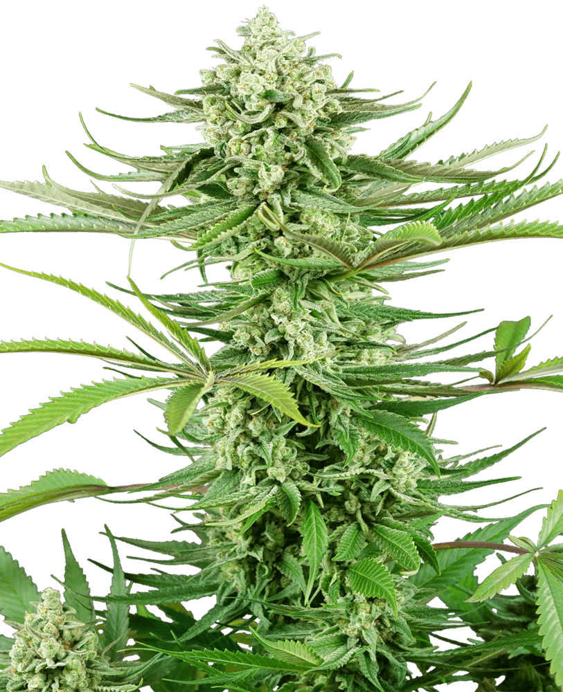 Cashew Kush Feminised Seeds