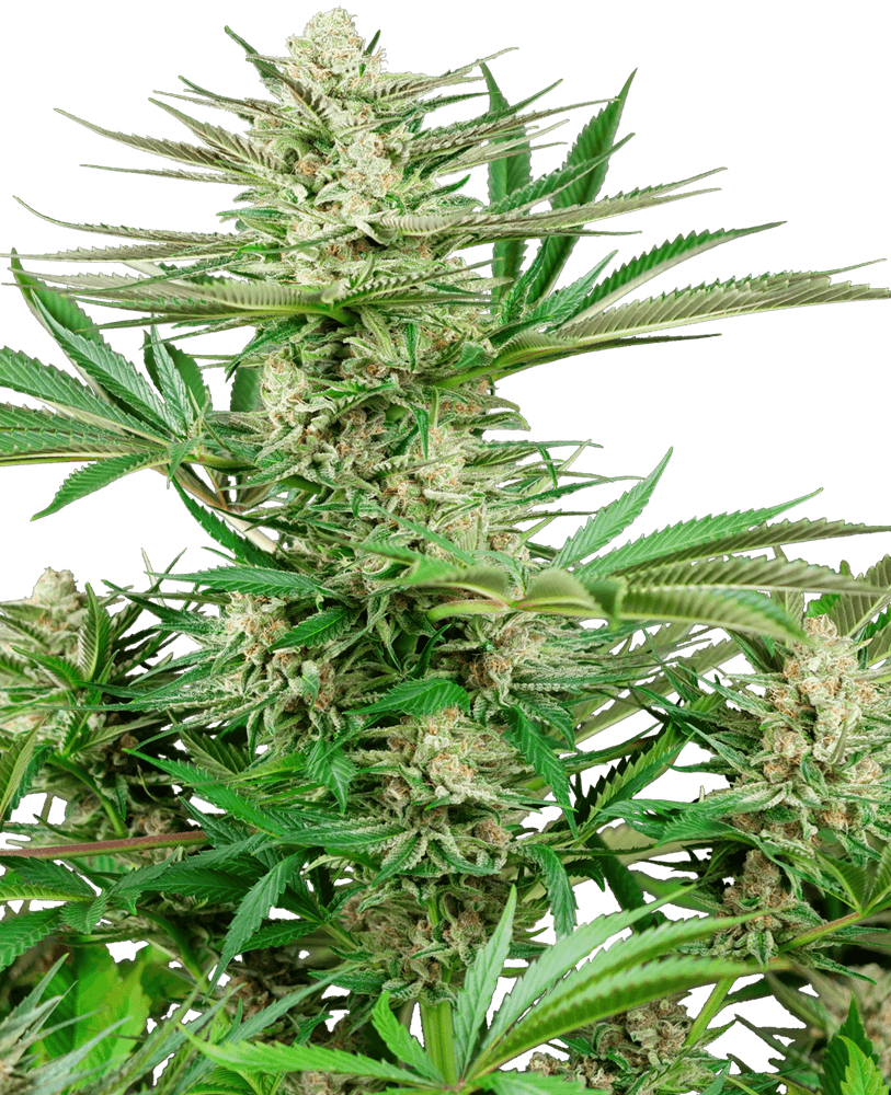 Semillas feminizadas Malibu OG Gold