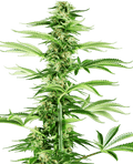 Honey Melon Haze Feminised Seeds