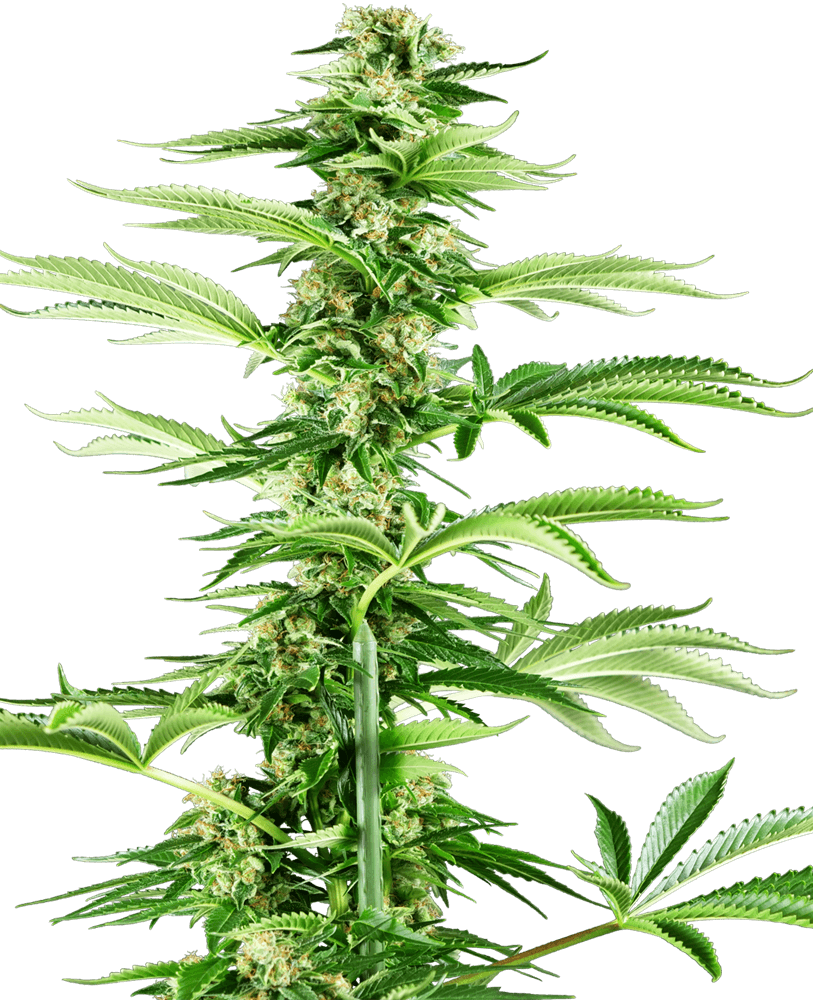 Honey Melon Haze Feminised Seeds