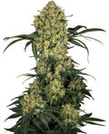 Semillas feminizadas Aloha OG