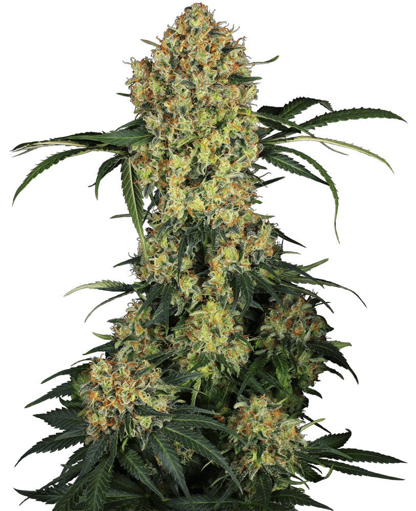 Aloha OG Feminised Seeds
