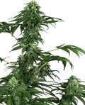 420 Punch Feminised Seeds