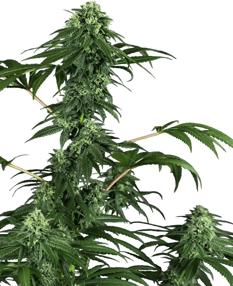 420 Punch Feminised Seeds