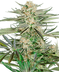 Screwdriver OG Feminised Seeds