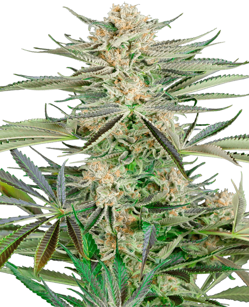 Screwdriver OG Feminised Seeds