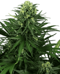Honey Melon Kush Feminised Seeds