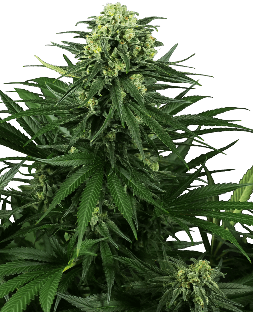 Honey Melon Kush Feminised Seeds