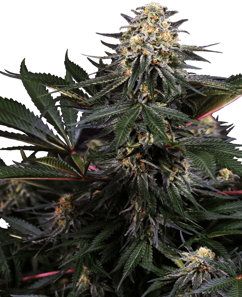 Lockdown Kush Feminised Seeds