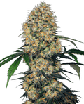 Semillas feminizadas Sensi Amnesia XXL Auto