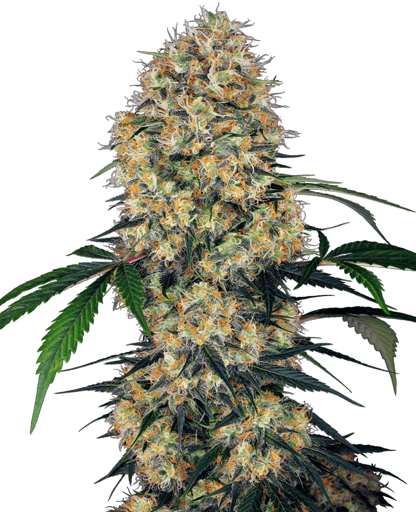Semillas feminizadas Sensi Amnesia XXL Auto