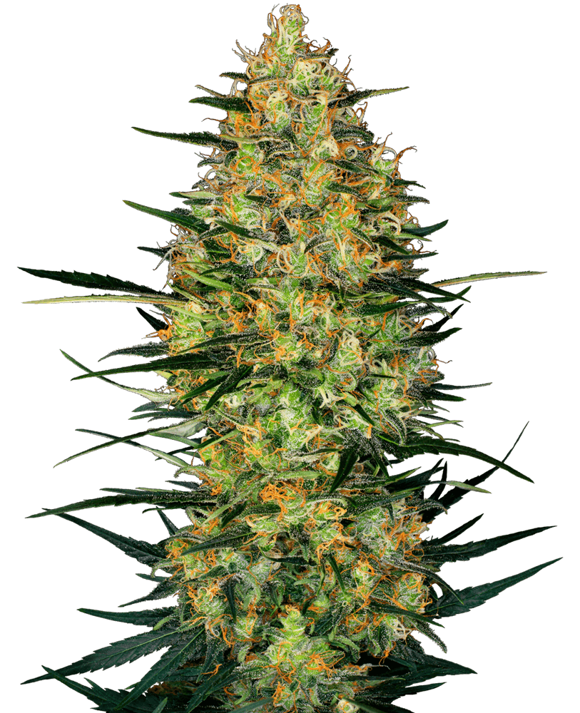 Caramellow Kush Auto Feminisierte Samen