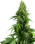 Honey Melon Kush Auto Feminisierte Samen