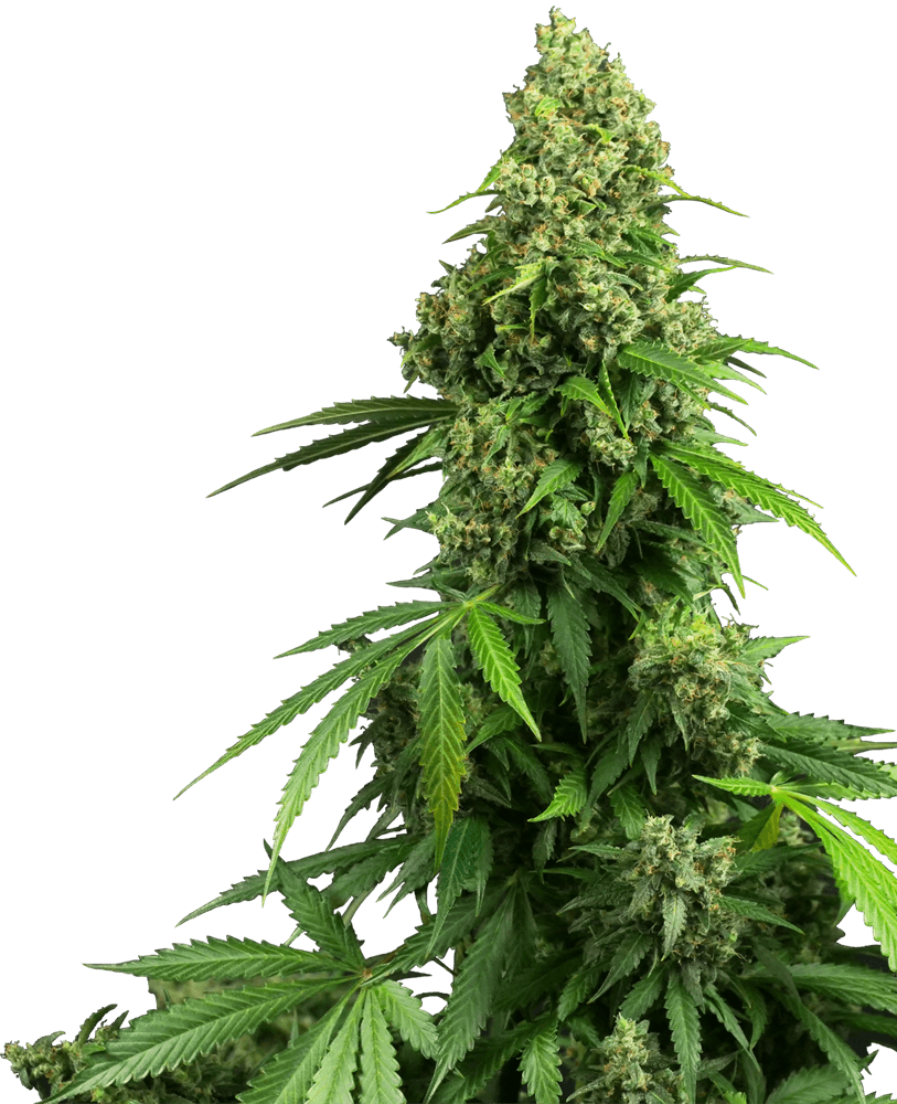 Honey Melon Kush Auto Feminisierte Samen