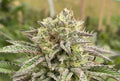 Break-Up Cake Feminised Seeds