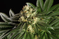 Semillas feminizadas Dream Sherbet