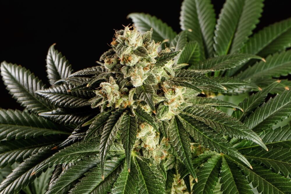 Semillas feminizadas Dream Sherbet