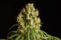 Semillas feminizadas de Mimosa Dream