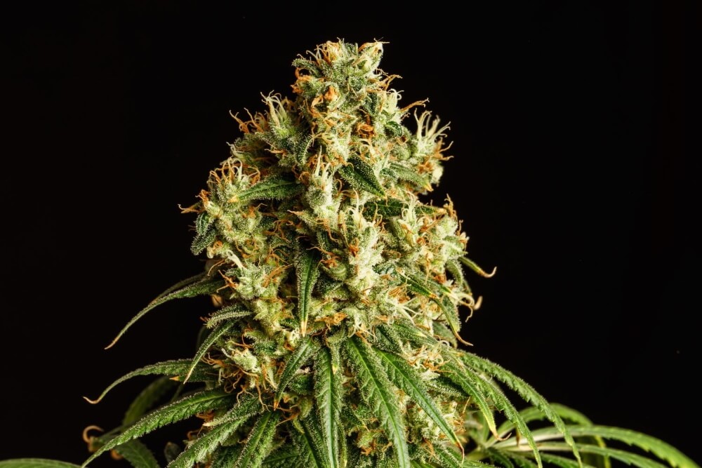 Semillas feminizadas de Mimosa Dream