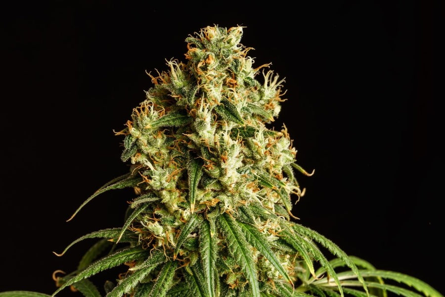 Mimosa Dream Feminised Seeds