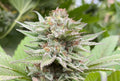 Semillas feminizadas Strawberry Haze Auto