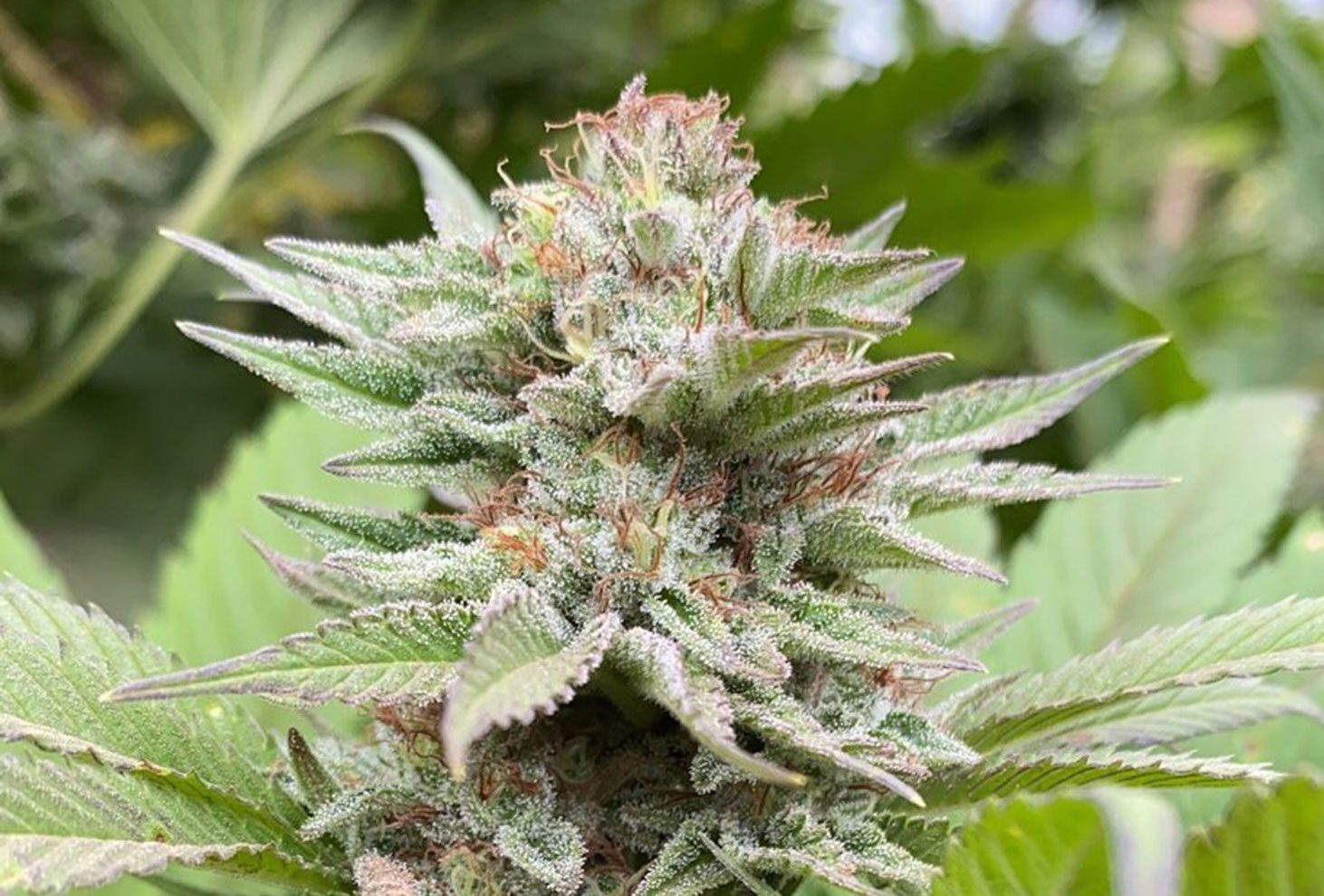 Semillas feminizadas Strawberry Haze Auto
